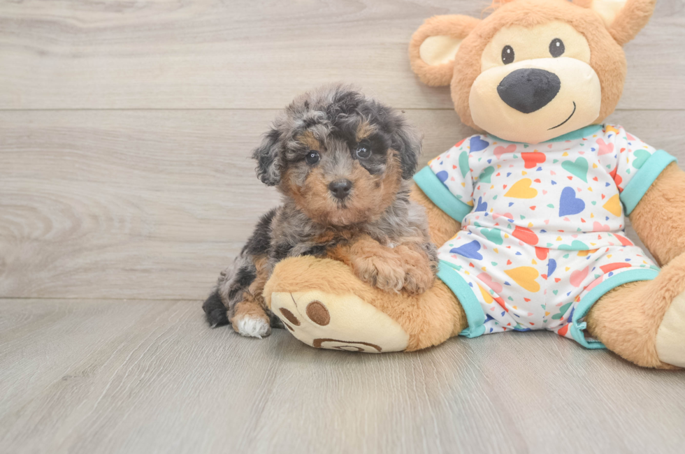 5 week old Poochon Puppy For Sale - Lone Star Pups