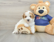 7 week old Poochon Puppy For Sale - Lone Star Pups