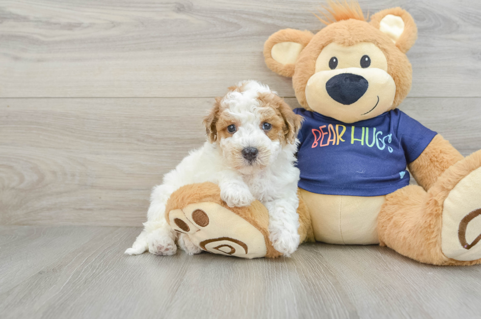 6 week old Poochon Puppy For Sale - Lone Star Pups