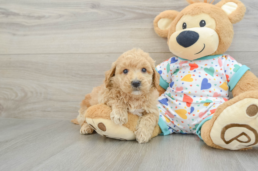 6 week old Poochon Puppy For Sale - Lone Star Pups