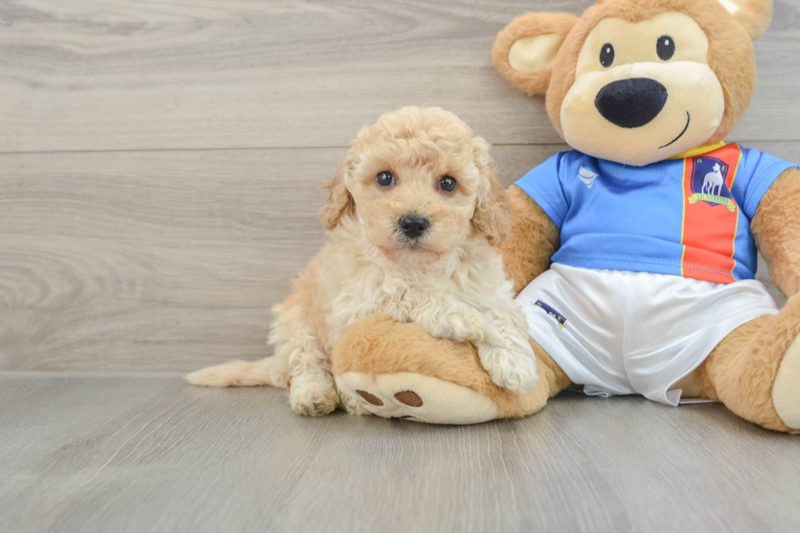 Meet Zillow - our Poochon Puppy Photo 1/3 - Lone Star Pups