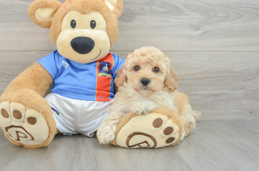 6 week old Poochon Puppy For Sale - Lone Star Pups