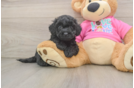 Petite Poochon Poodle Mix Pup