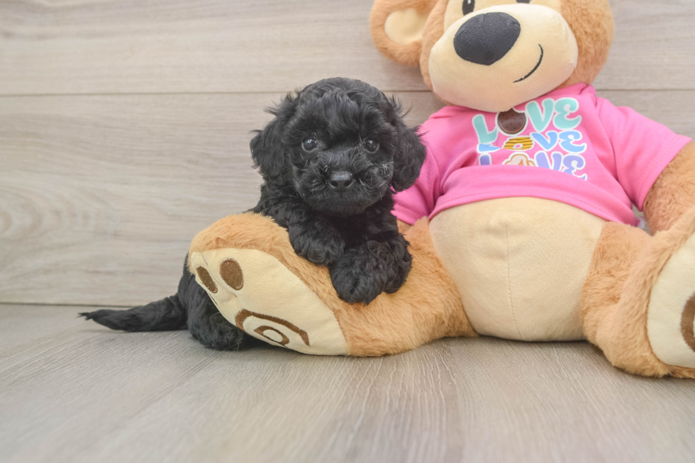 Petite Poochon Poodle Mix Pup