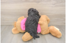 Best Poochon Baby