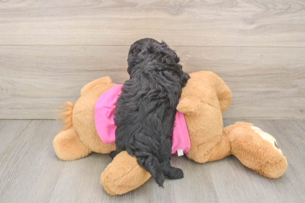 Best Poochon Baby