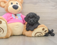 6 week old Poochon Puppy For Sale - Lone Star Pups