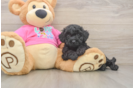 Best Poochon Baby