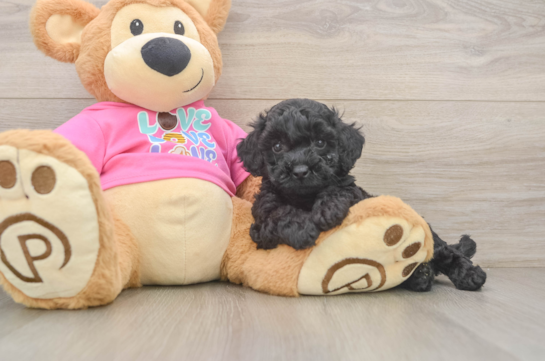 Best Poochon Baby