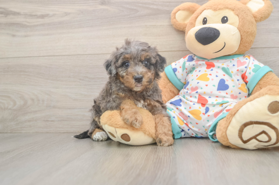 5 week old Poochon Puppy For Sale - Lone Star Pups