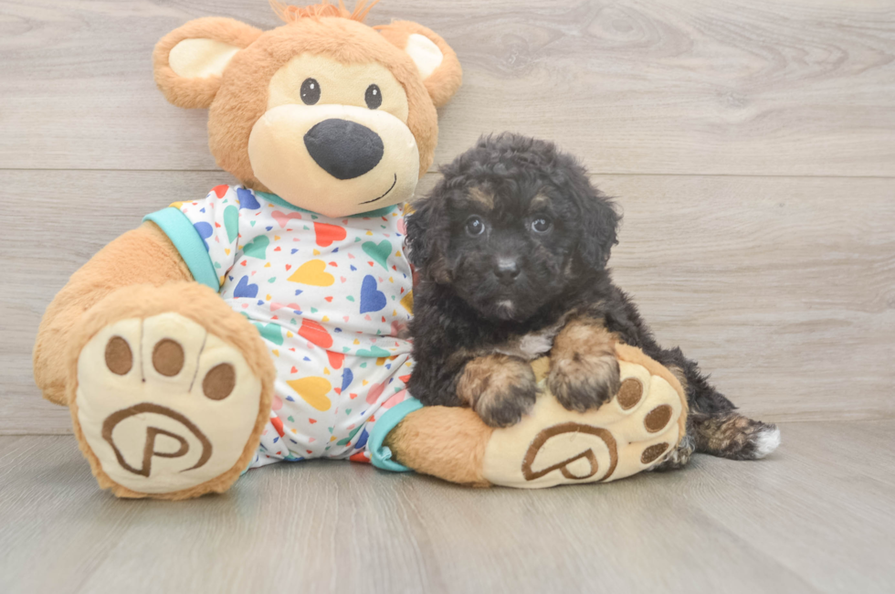 5 week old Poochon Puppy For Sale - Lone Star Pups