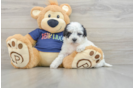 Poochon Puppy for Adoption