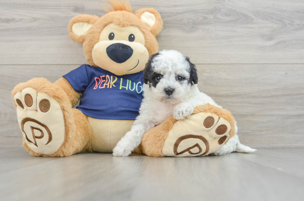 6 week old Poochon Puppy For Sale - Lone Star Pups