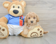 7 week old Poochon Puppy For Sale - Lone Star Pups