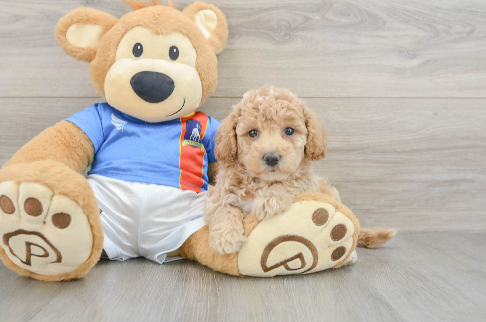 6 week old Poochon Puppy For Sale - Lone Star Pups