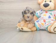9 week old Poochon Puppy For Sale - Lone Star Pups