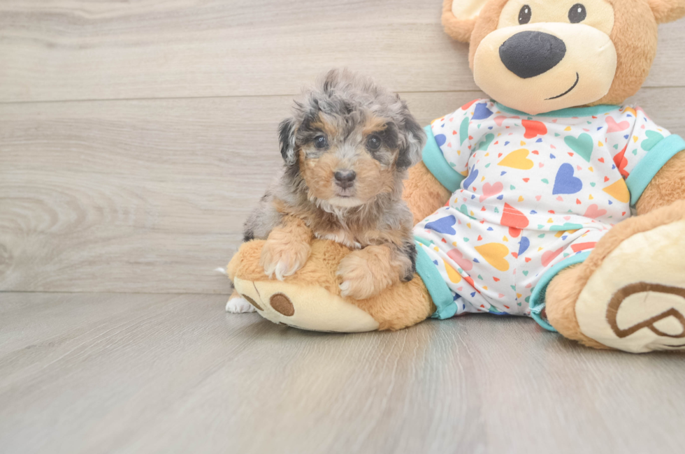 5 week old Poochon Puppy For Sale - Lone Star Pups