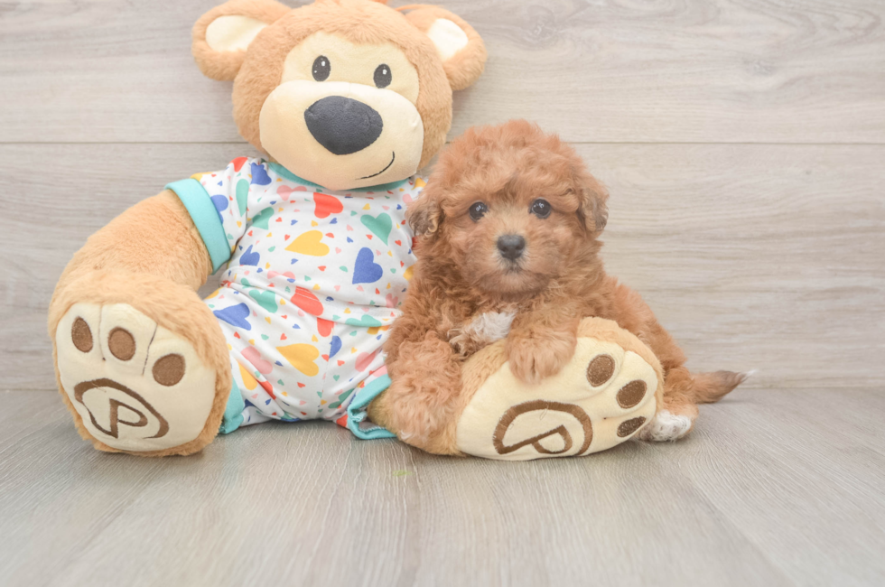 5 week old Poochon Puppy For Sale - Lone Star Pups
