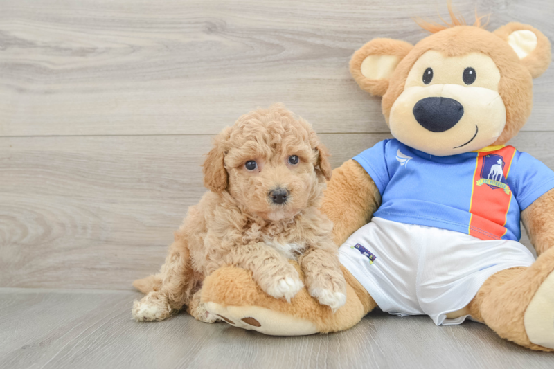 Meet Zoe - our Poochon Puppy Photo 1/3 - Lone Star Pups