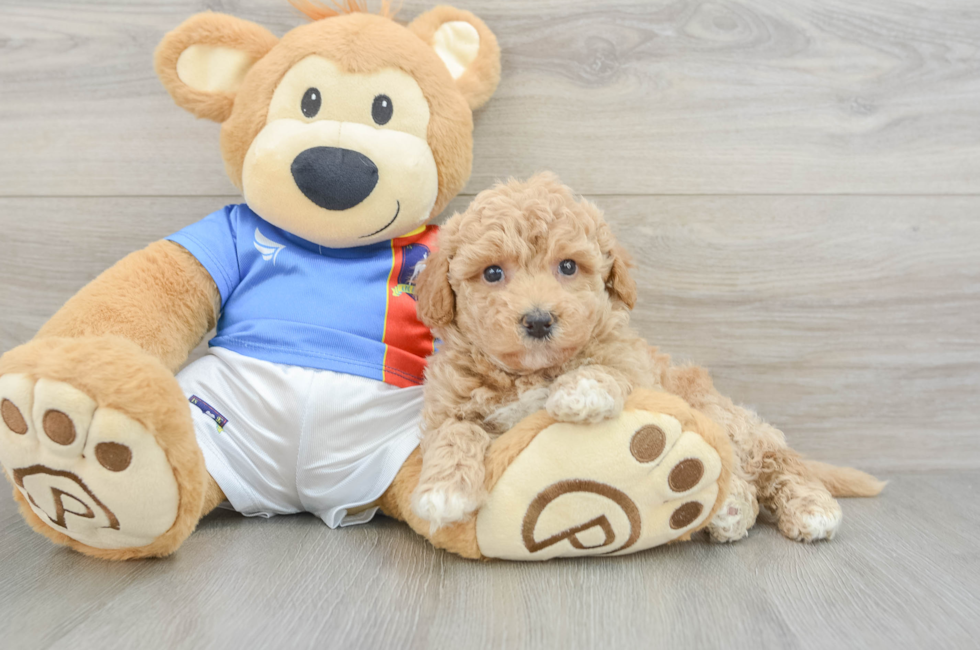 6 week old Poochon Puppy For Sale - Lone Star Pups