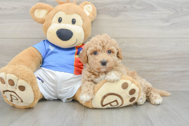 Meet Zoe - our Poochon Puppy Photo 3/3 - Lone Star Pups