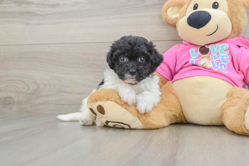 Meet Zoe - our Poochon Puppy Photo 1/3 - Lone Star Pups