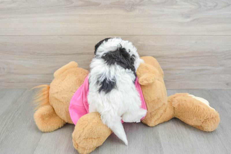 Meet Zoe - our Poochon Puppy Photo 2/3 - Lone Star Pups