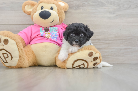 Adorable Bichpoo Poodle Mix Puppy