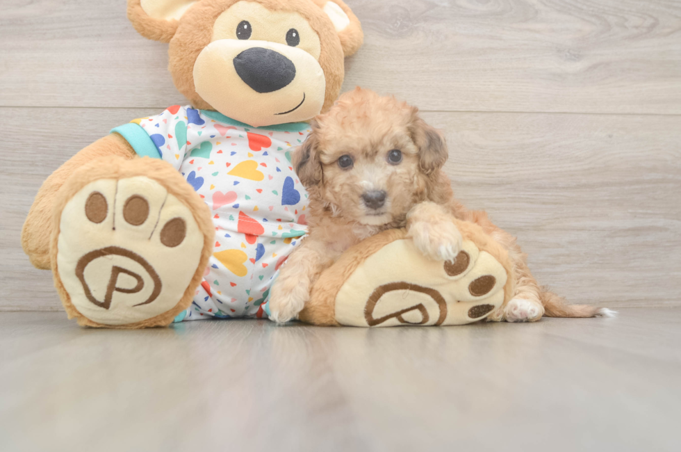 5 week old Poochon Puppy For Sale - Lone Star Pups