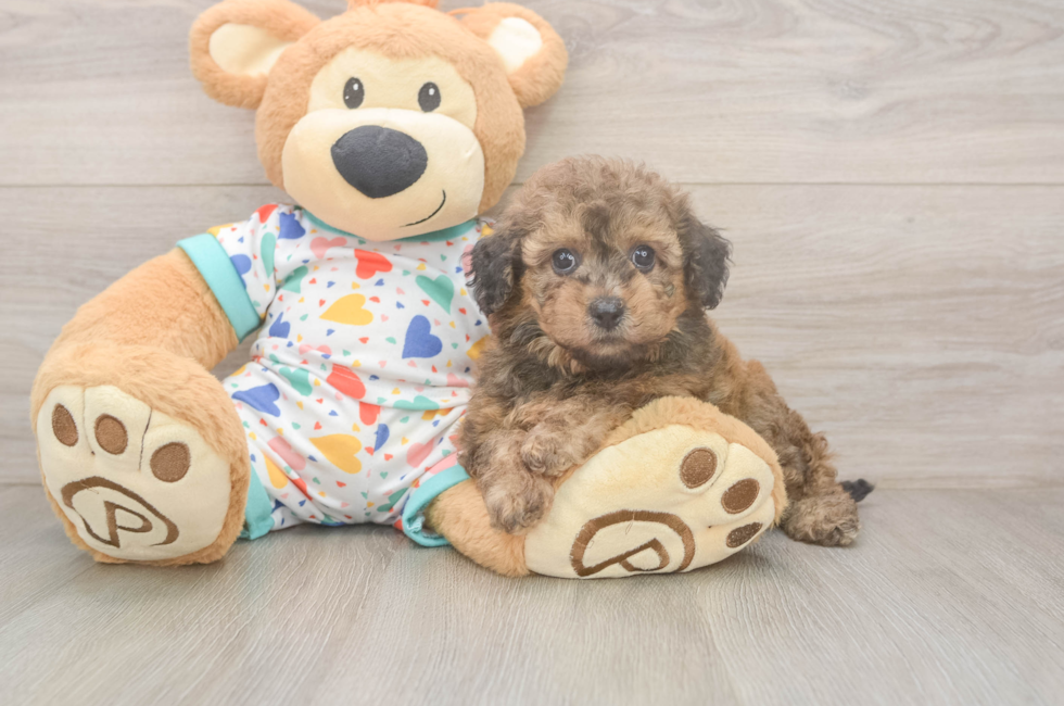 5 week old Poochon Puppy For Sale - Lone Star Pups