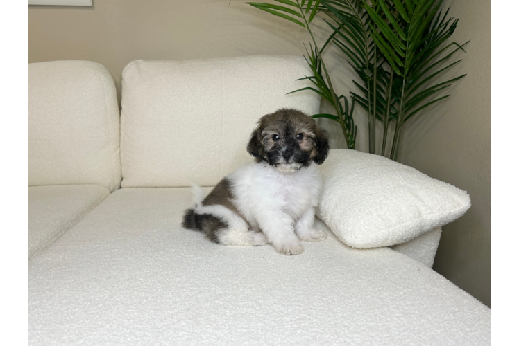 Cute Poochon Poodle Mix Pup