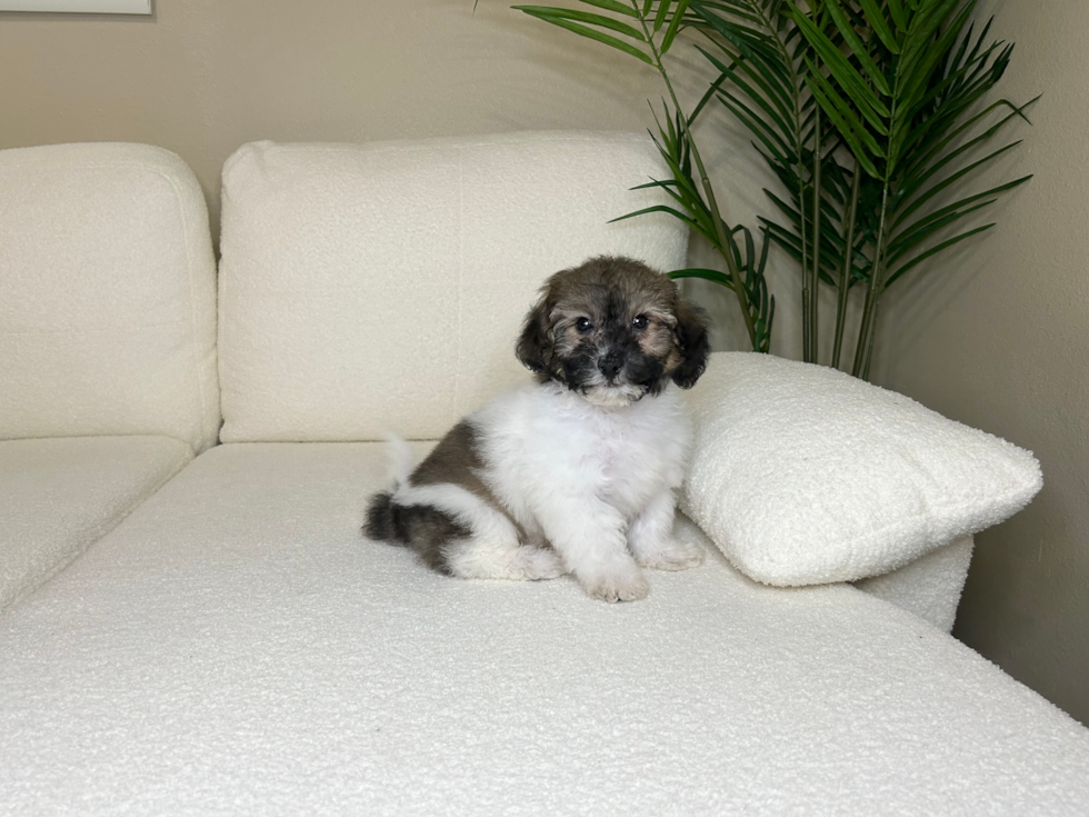 Cute Poochon Poodle Mix Pup