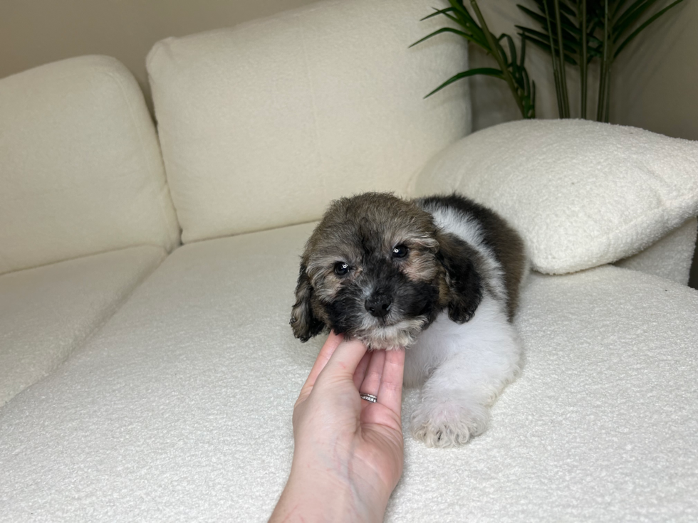 Cute Bichpoo Poodle Mix Puppy