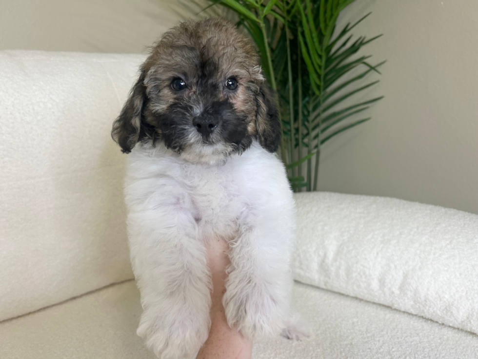 Cute Poochon Baby