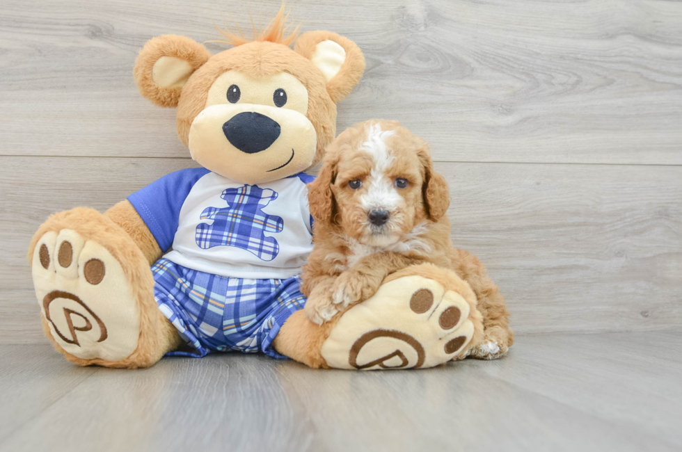 7 week old Poodle Puppy For Sale - Lone Star Pups