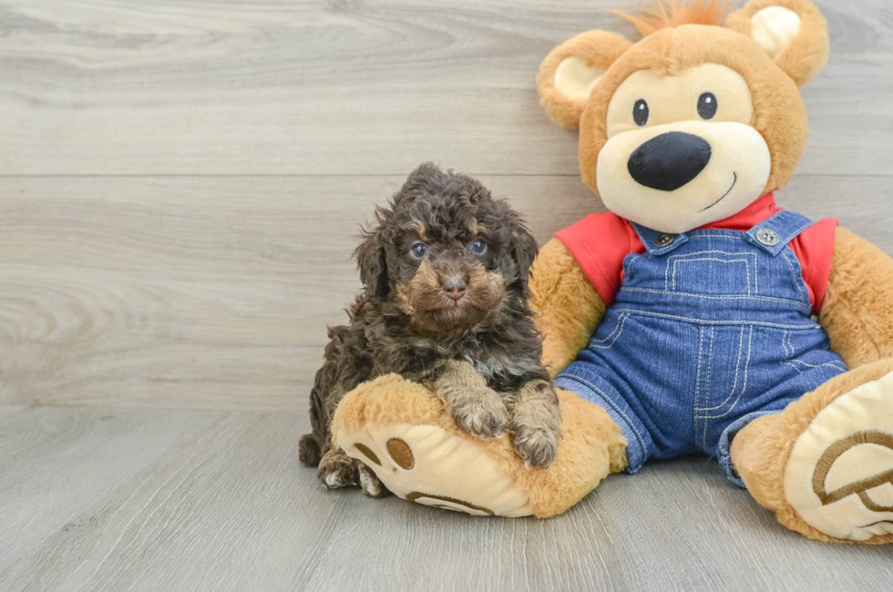 5 week old Poodle Puppy For Sale - Lone Star Pups