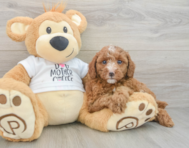 7 week old Poodle Puppy For Sale - Lone Star Pups