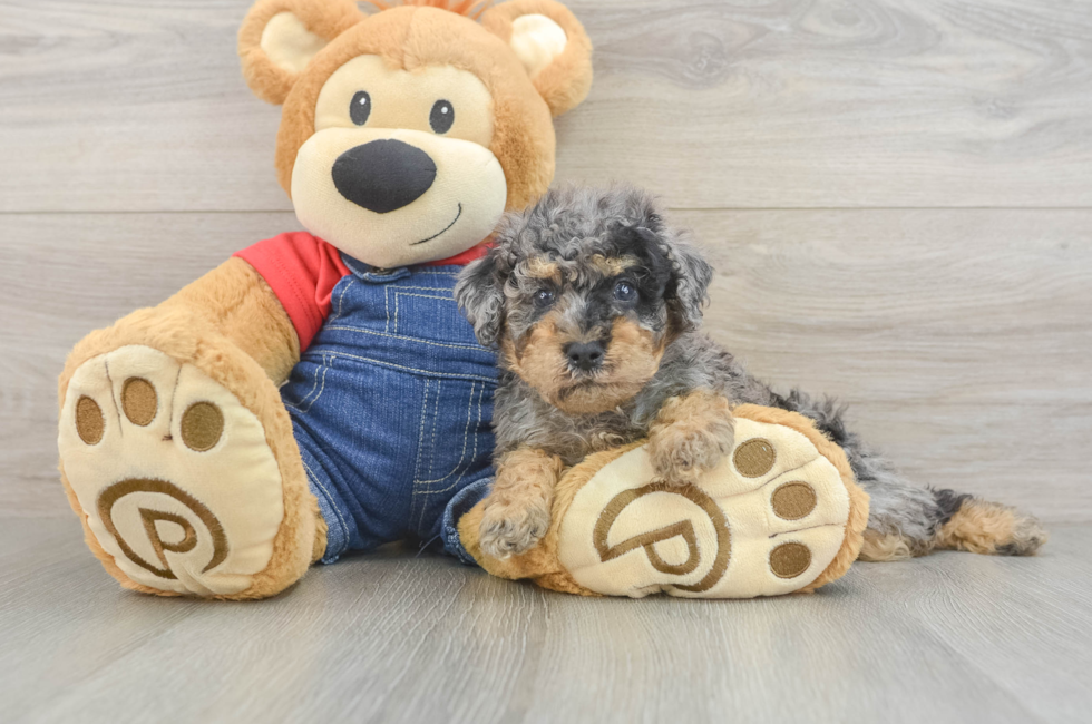 5 week old Poodle Puppy For Sale - Lone Star Pups