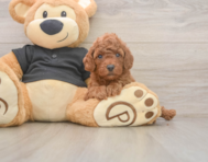 6 week old Poodle Puppy For Sale - Lone Star Pups