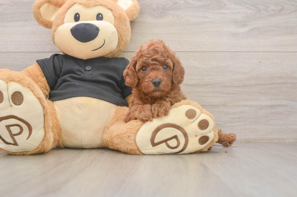 5 week old Poodle Puppy For Sale - Lone Star Pups