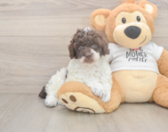 8 week old Poodle Puppy For Sale - Lone Star Pups