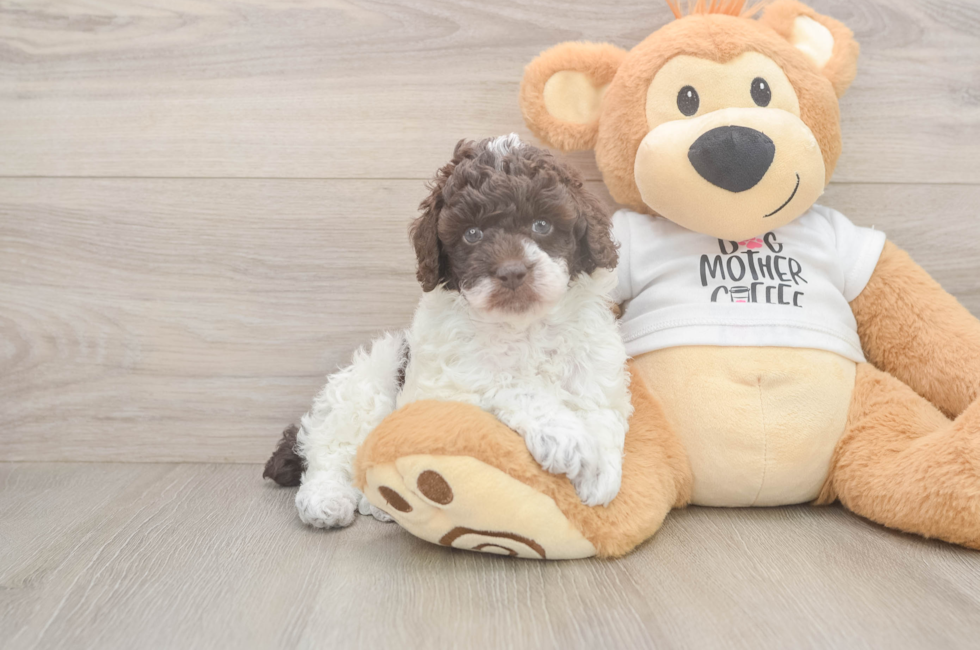 6 week old Poodle Puppy For Sale - Lone Star Pups