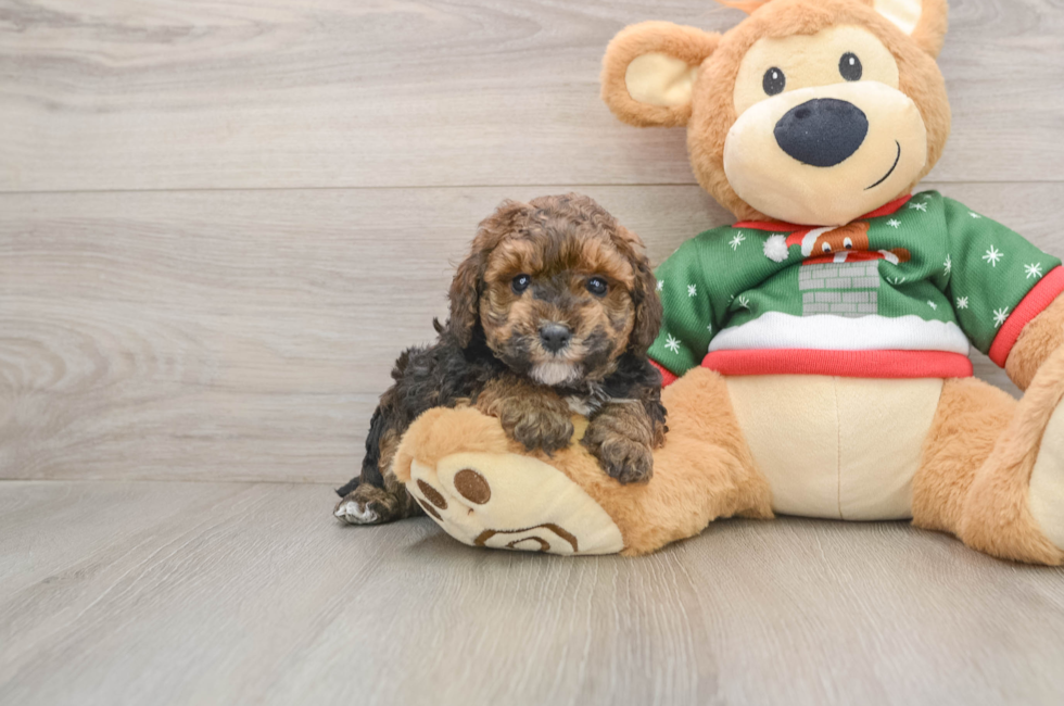 5 week old Poodle Puppy For Sale - Lone Star Pups