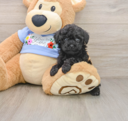 5 week old Poodle Puppy For Sale - Lone Star Pups