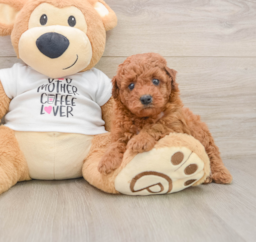 8 week old Poodle Puppy For Sale - Lone Star Pups