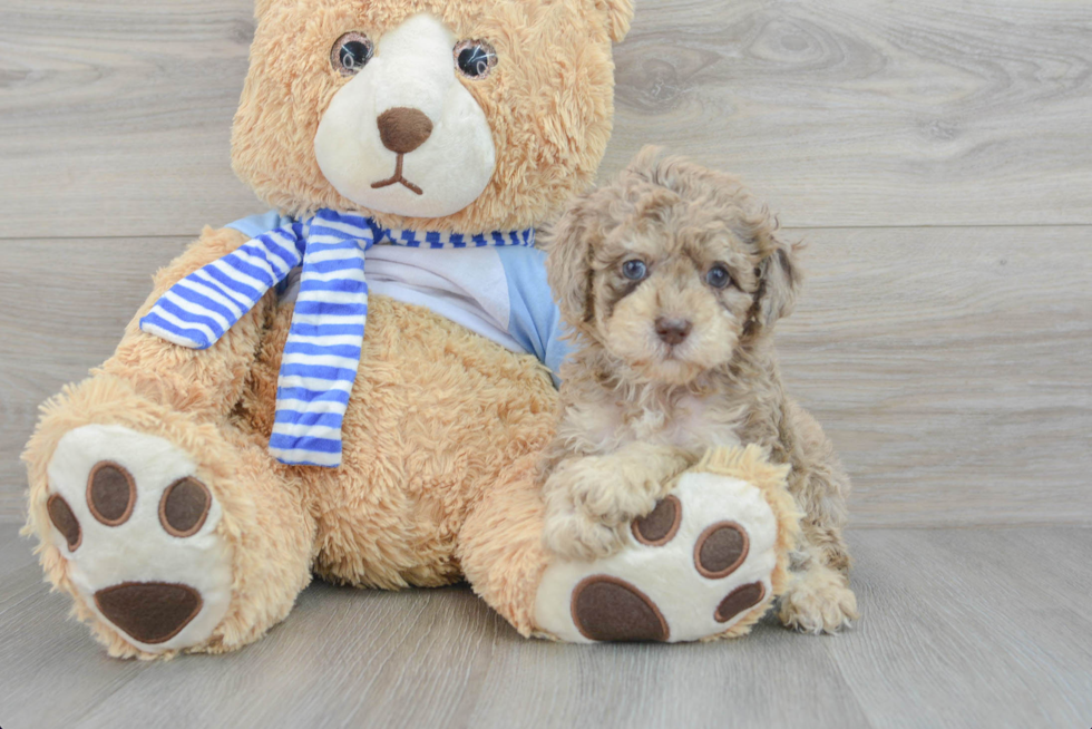 Cute Pudle Purebred Puppy