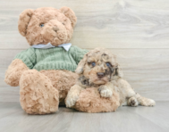 7 week old Poodle Puppy For Sale - Lone Star Pups