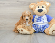 8 week old Poodle Puppy For Sale - Lone Star Pups