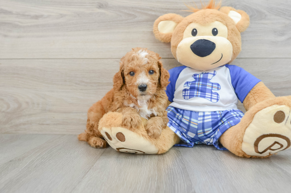 7 week old Poodle Puppy For Sale - Lone Star Pups