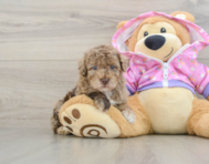 5 week old Poodle Puppy For Sale - Lone Star Pups